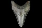 Serrated, Lower Megalodon Tooth - Georgia #76503-1